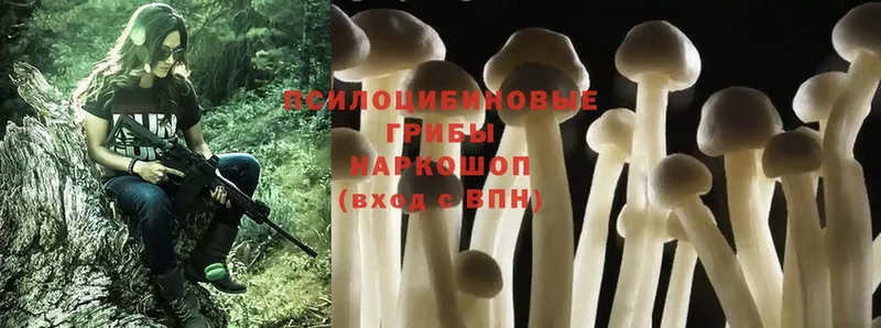 Псилоцибиновые грибы Psilocybe  Лангепас 